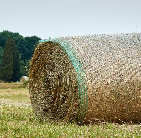 Ballennetze